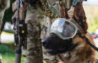 Portrait d'Onyx, chien de recherche d'explosifs et d'armement au sein du CPA 10